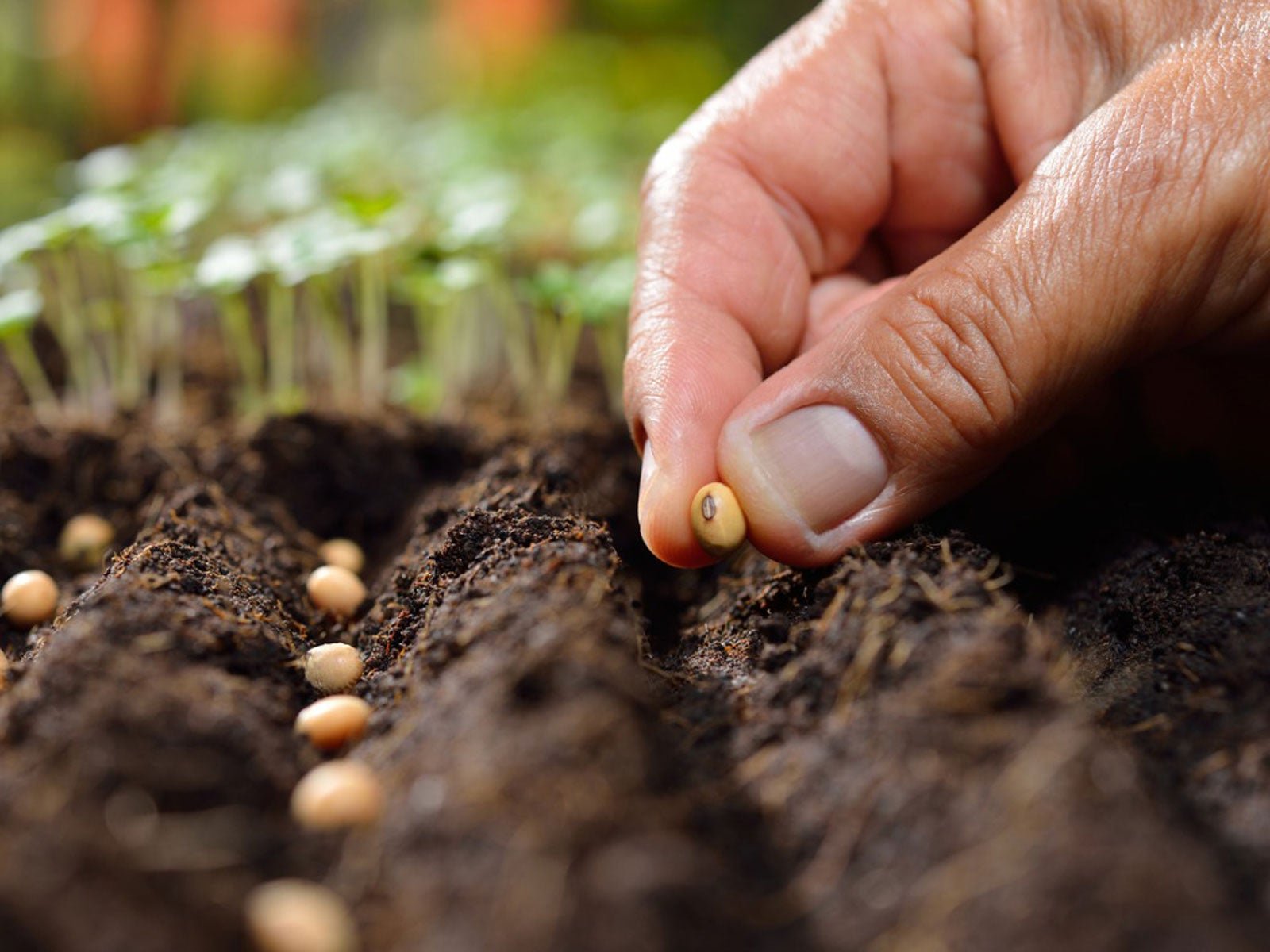 Seeds and Bulbs